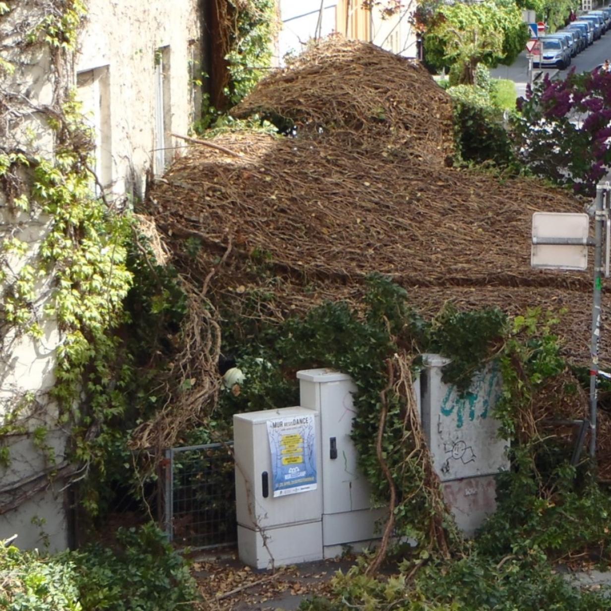 Tonnenschwerer" Efeu lste sich von Hauswand | Kurier