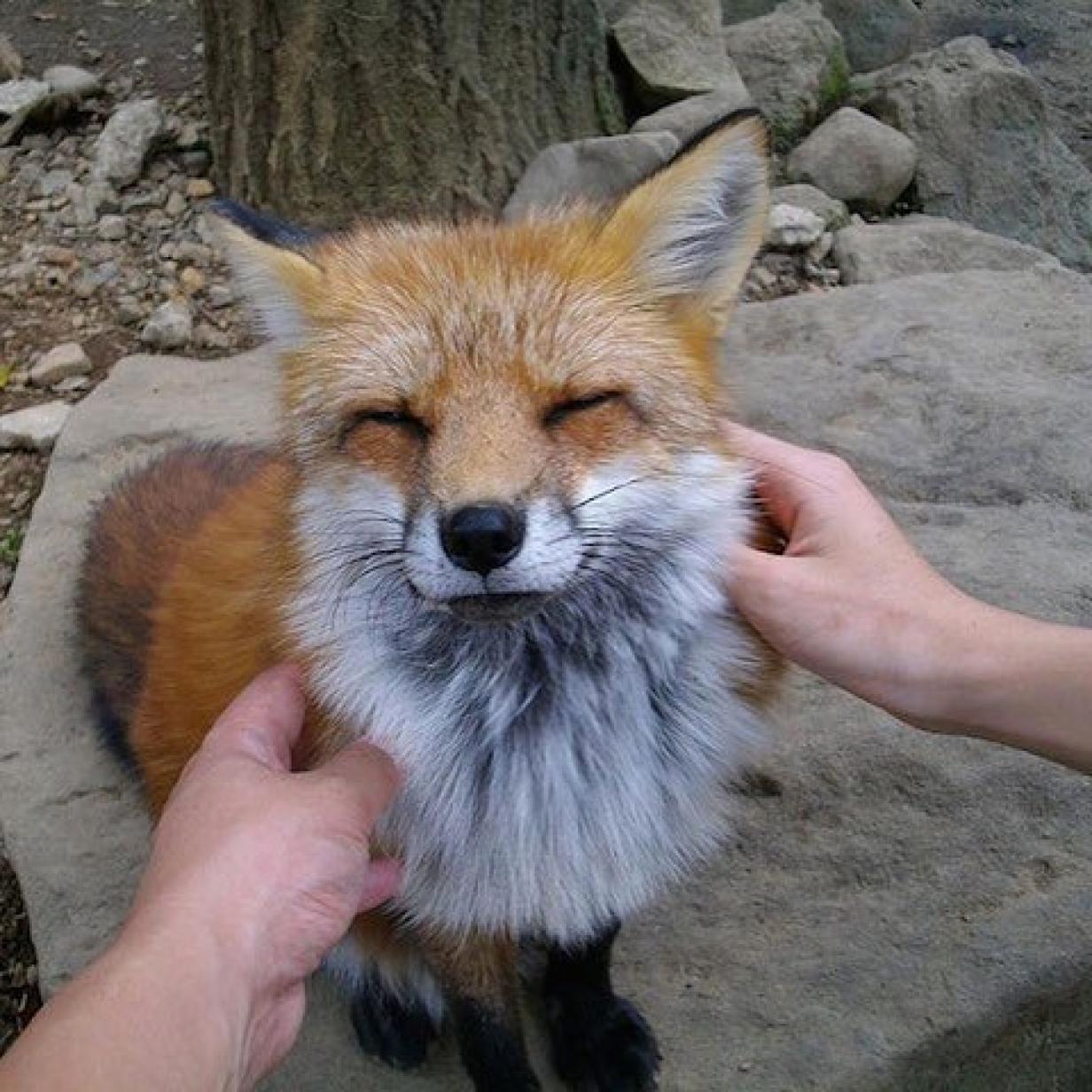 Touristen lieben Fuchsdorf in Japan