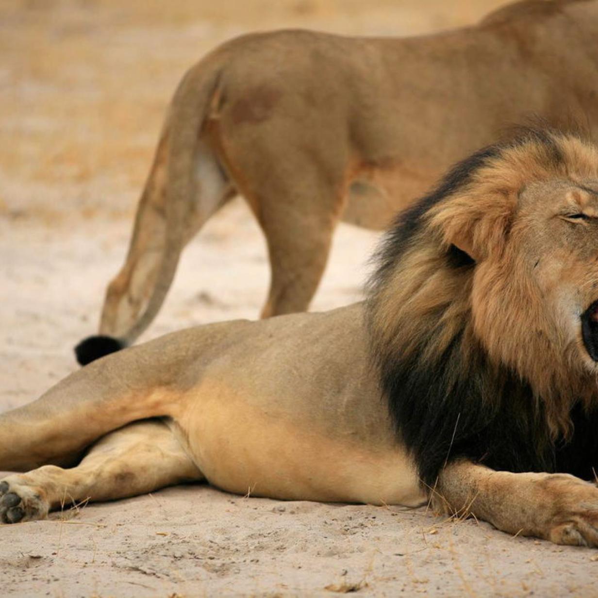 Про львов зверей. Африканский Лев с человеком. Выдающиеся звери львы. Cecil Lion.