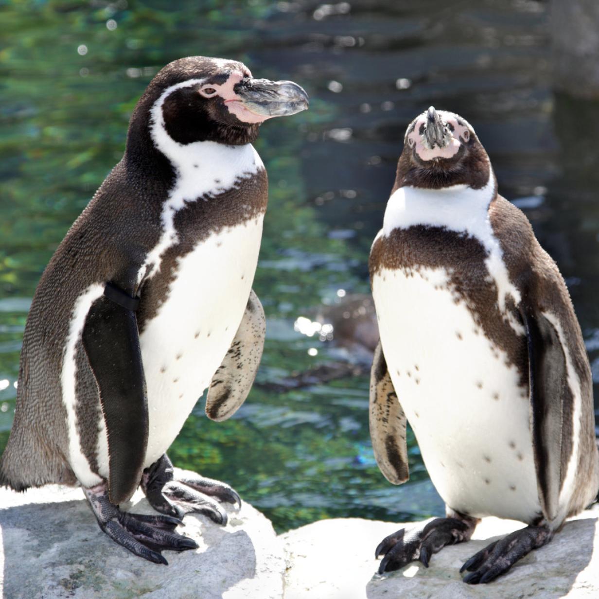 Massive Verletzungen am Hals“: Pinguin-Leiche im Rostocker Zoo gefunden