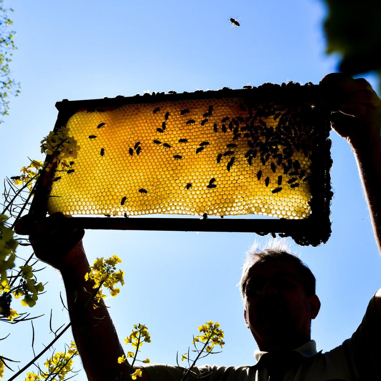 Bienenhaltung Im Eigenen Garten Oder Der Terrasse Kurier At