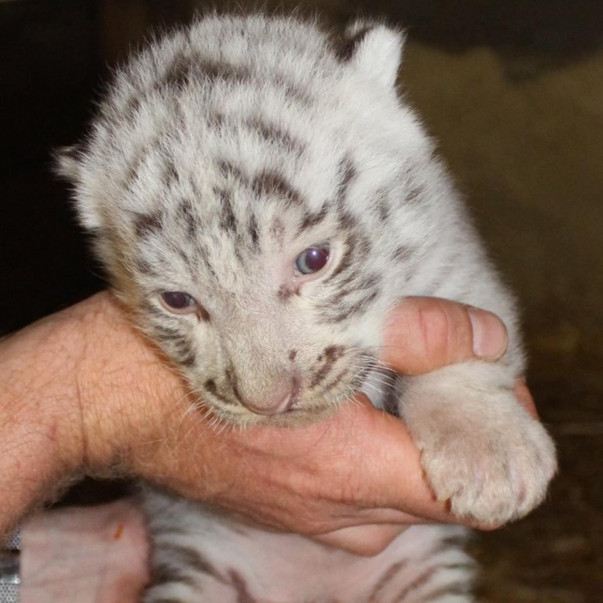 Erneut Weisse Tiger Drillinge In Zoo In Niederosterreich Geboren Kurier At