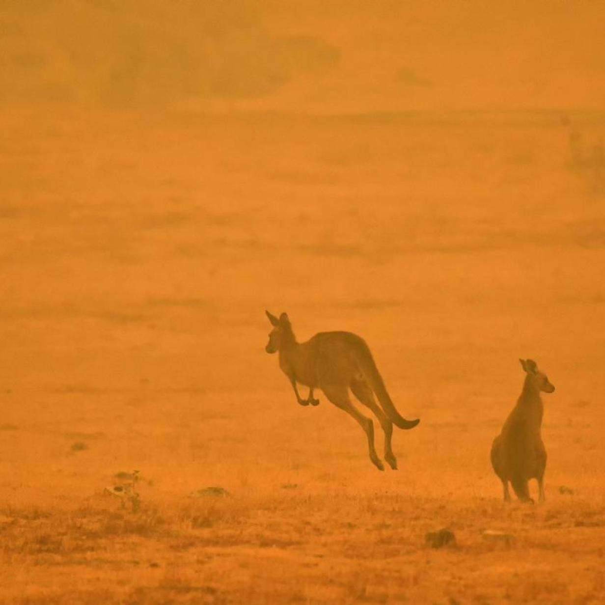 480 Millionen Tiere Bei Branden In Australien Gestorben Kurier At
