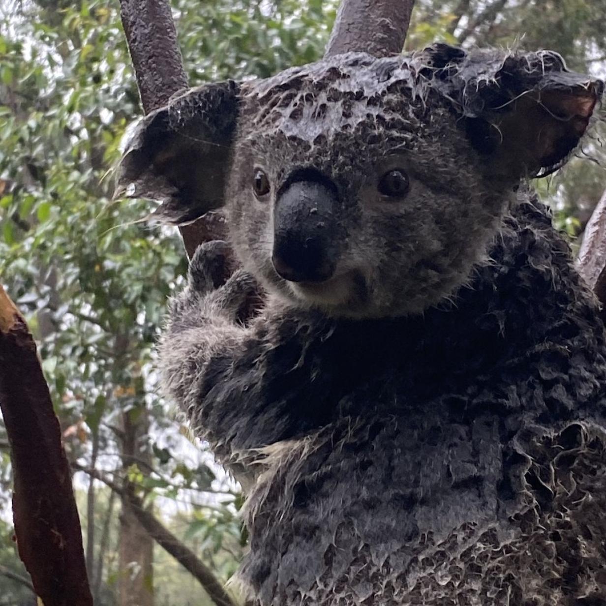koala partnersuche
