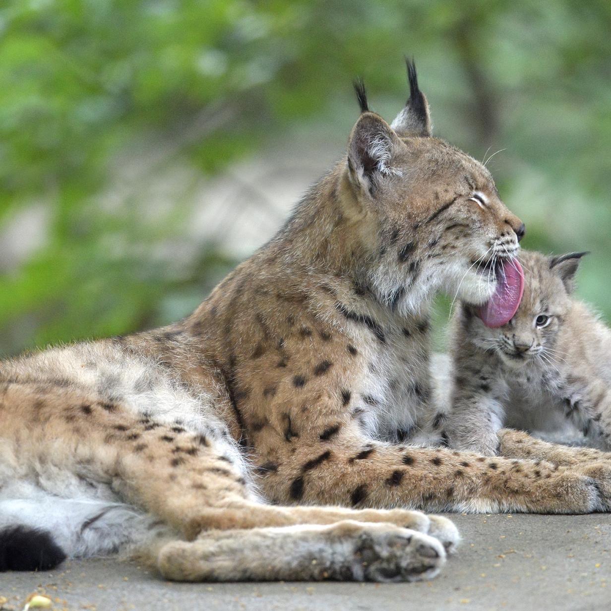 Luchs Jungtier Im Tiergarten Schonbrunn Geboren Kurier At