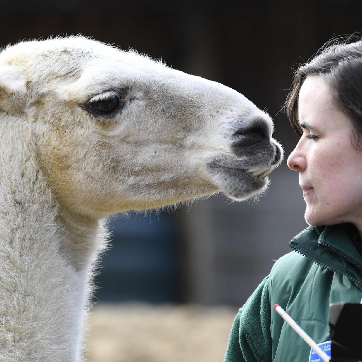 Coronavirus Antik rper von Lamas als Therapiehoffnung