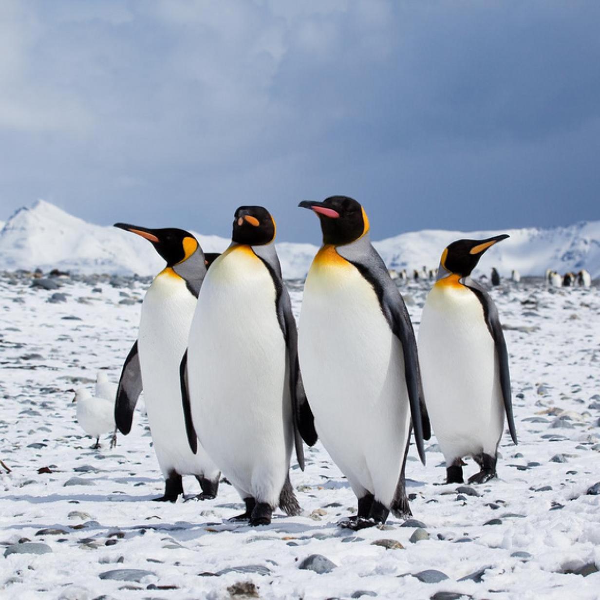 Nach Ischgl-Doku: Muss man umgefallene Pinguine wieder aufstellen?