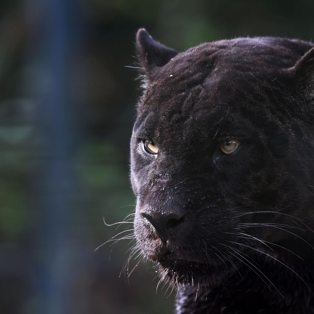 Dorfbewohner in Angst: Angeblich Panther in Südspanien gesichtet