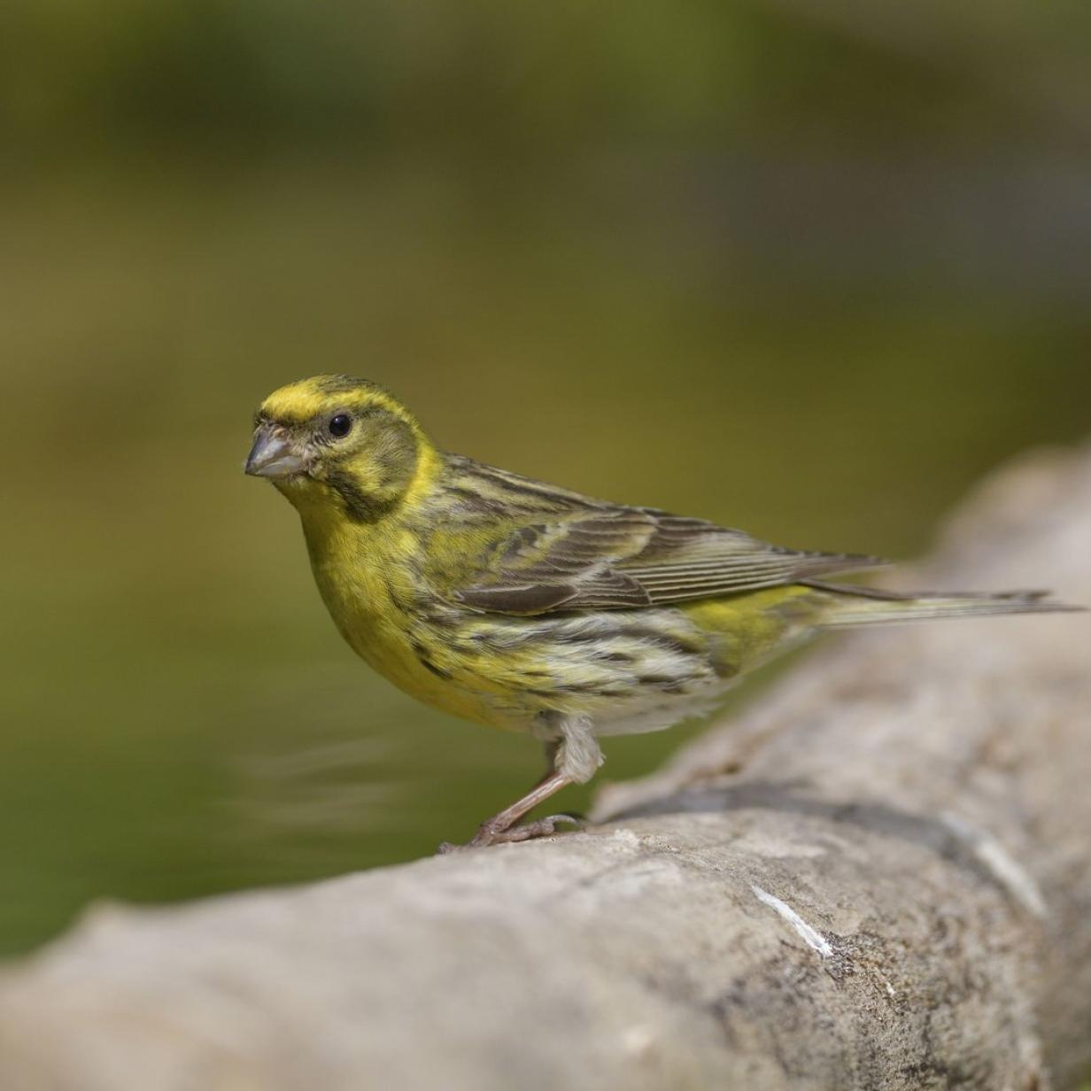 Gefährdeter Girlitz: Der gelbe Fink ist Vogel des Jahres 2021