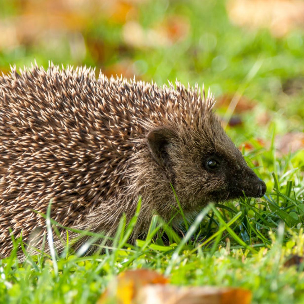 Kotspuren Im Garten Gartengestaltung Idee