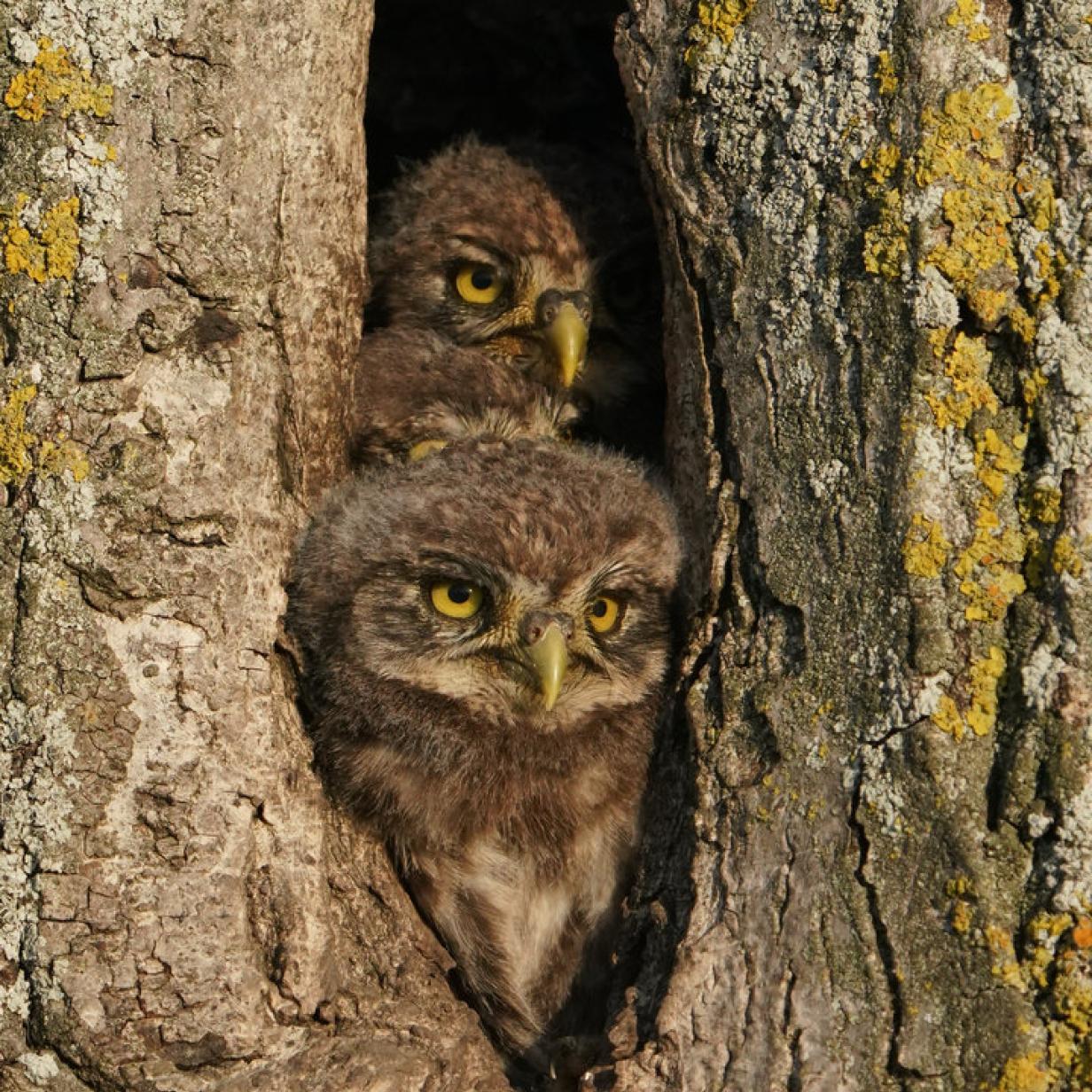 Jagd auf Streifenkauz