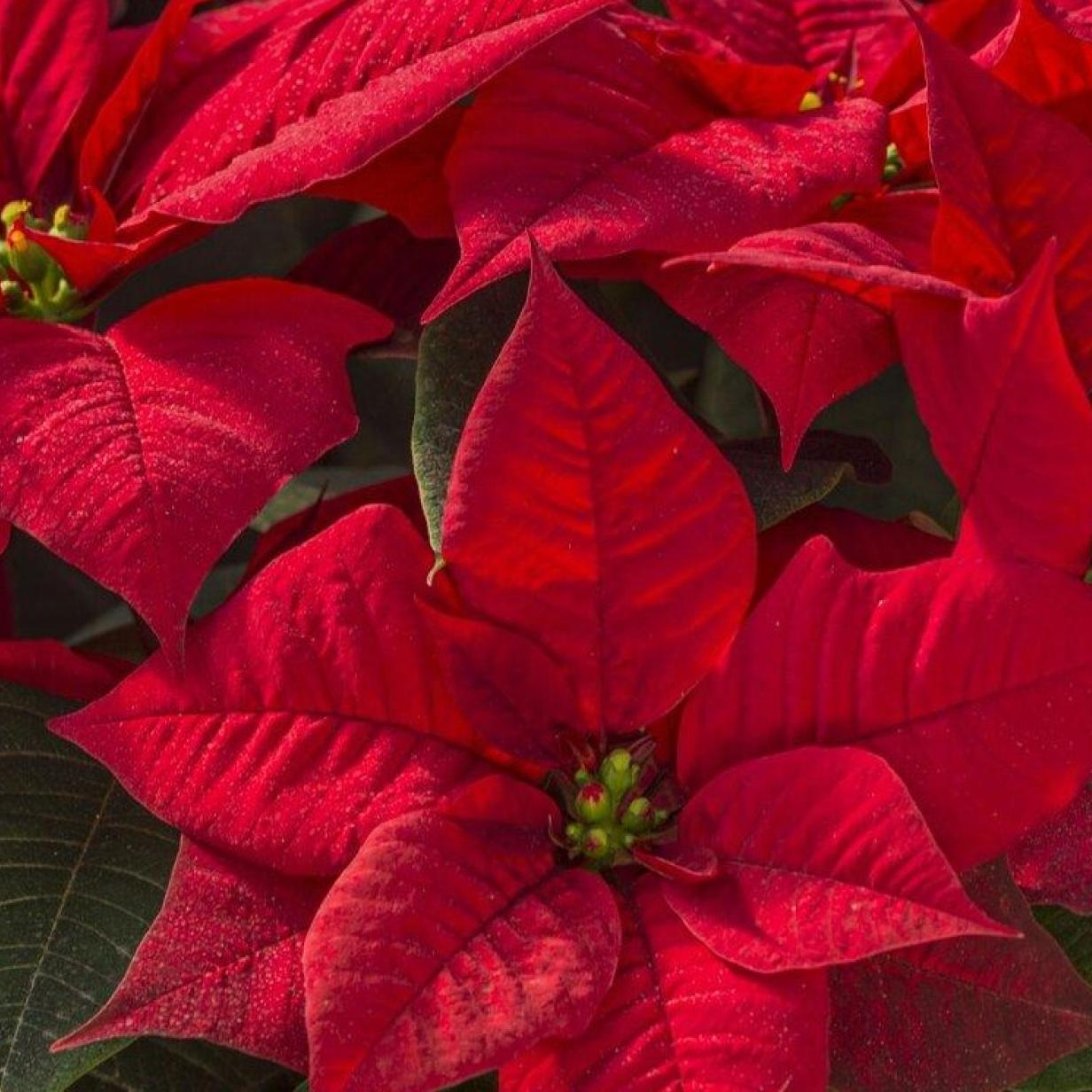 Weihnachtsstern besser nicht kaufen - eine Floristin klrt auf, warum |  Kurier