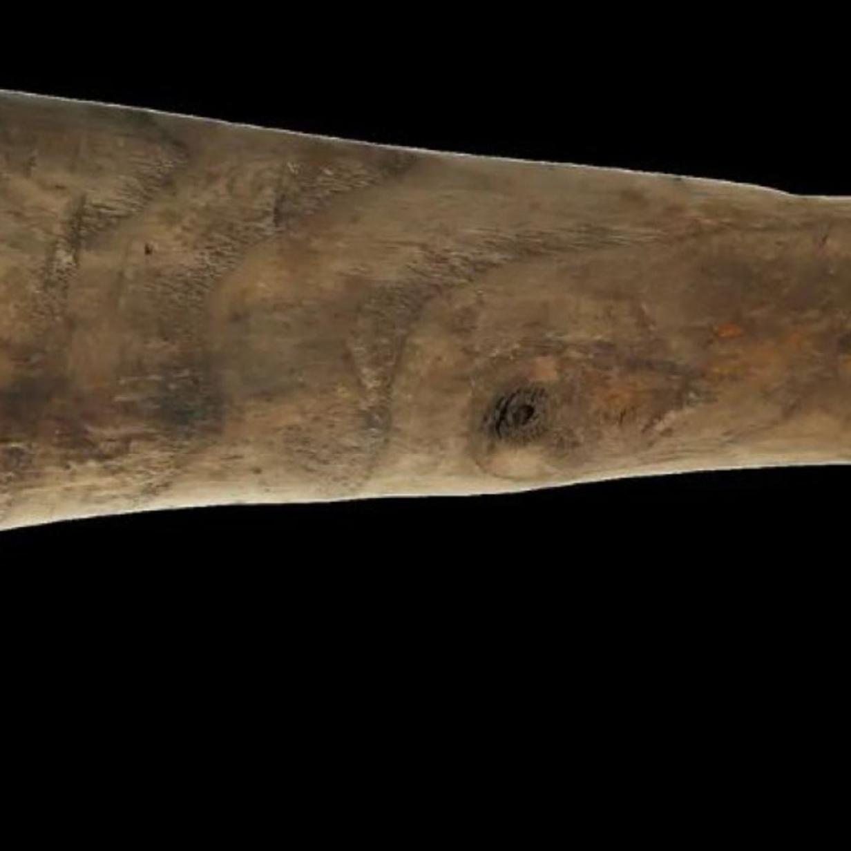 Bestes Stück: Dieser Holzphallus könnte ein frühes Sexspielzeug sein