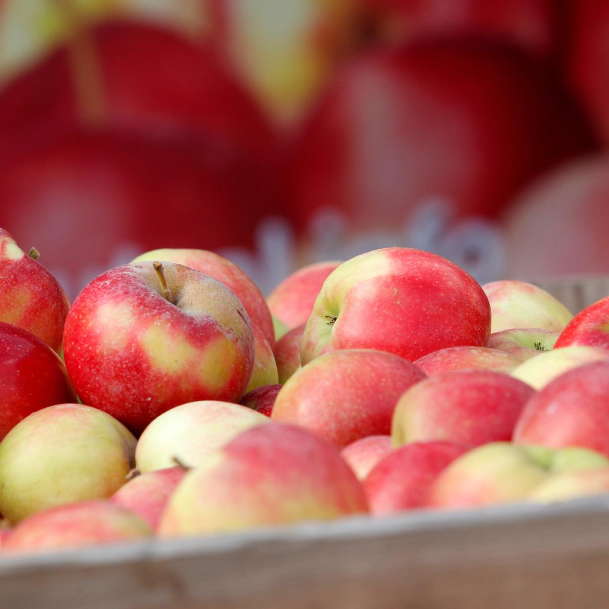 Linzer Obstgroßhändler Mathy pleite: Konkurs mit Schließung beantragt