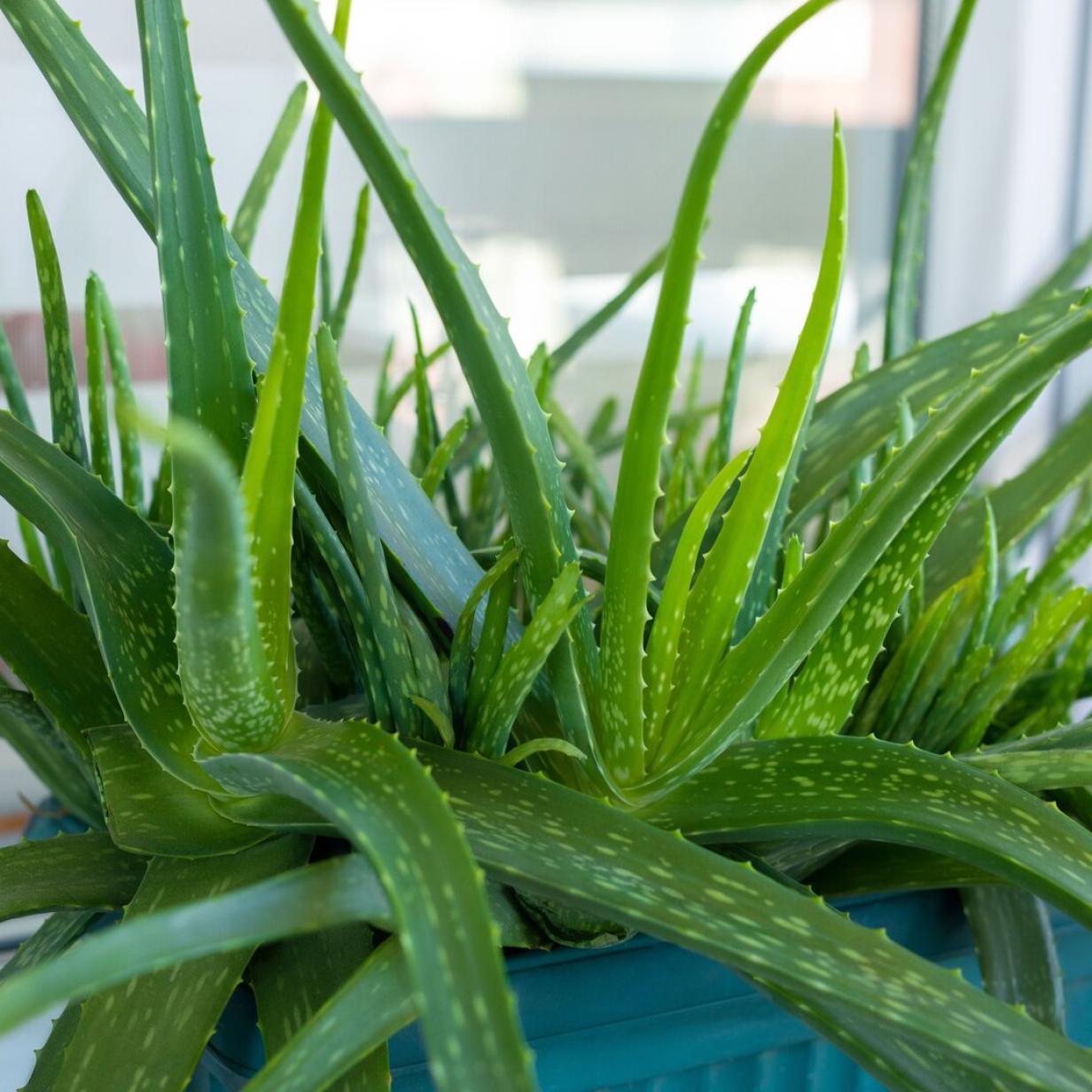 bogenhanf im sommer draußen Hydro Kingsize Sansevieria Zeylanica, 70-80cm – Green Me Up