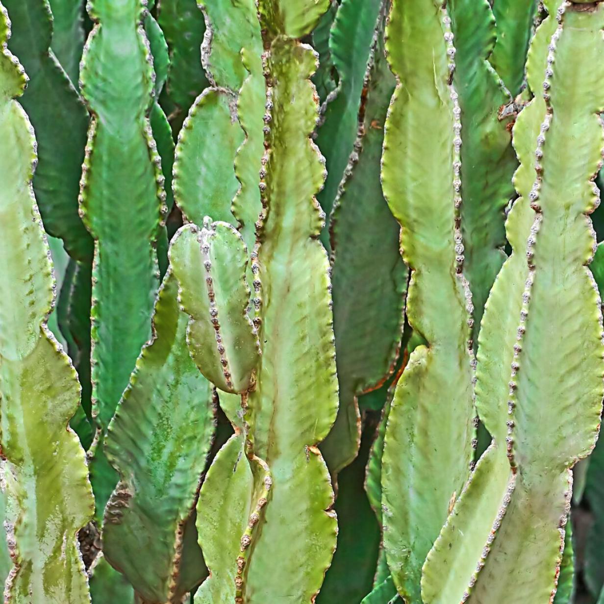 Grtner-Tipp: Warum es die Euphorbia im Winter nicht so warm mag | Kurier