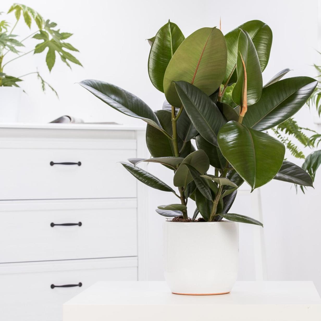 palmenerde für monstera Monstera-Erde, Aroid-Erde mix kaufen? ✓ Schnell versandt – Sybotanica main image 1