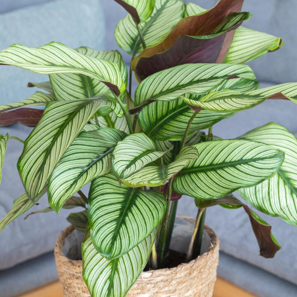 Grtnertipp: Sprhregen fr Calathea | Kurier