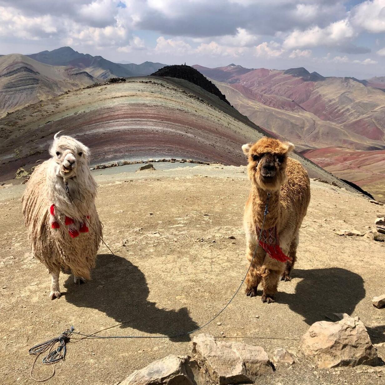 Peru Wie man Alpakas von Lamas unterscheidet