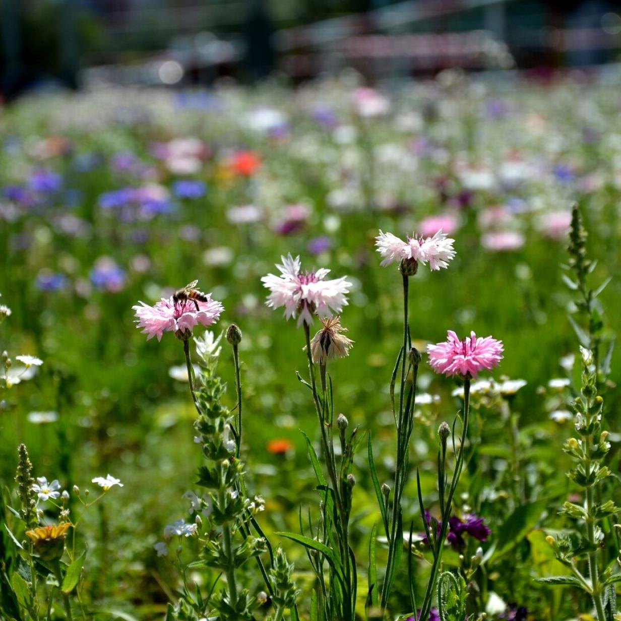 knstliche bltenkpfe 73 cm Knstliche einzelne Zweig-Dahlien mit zwei Bltenkpfen und feuc   kunstblumenshop
