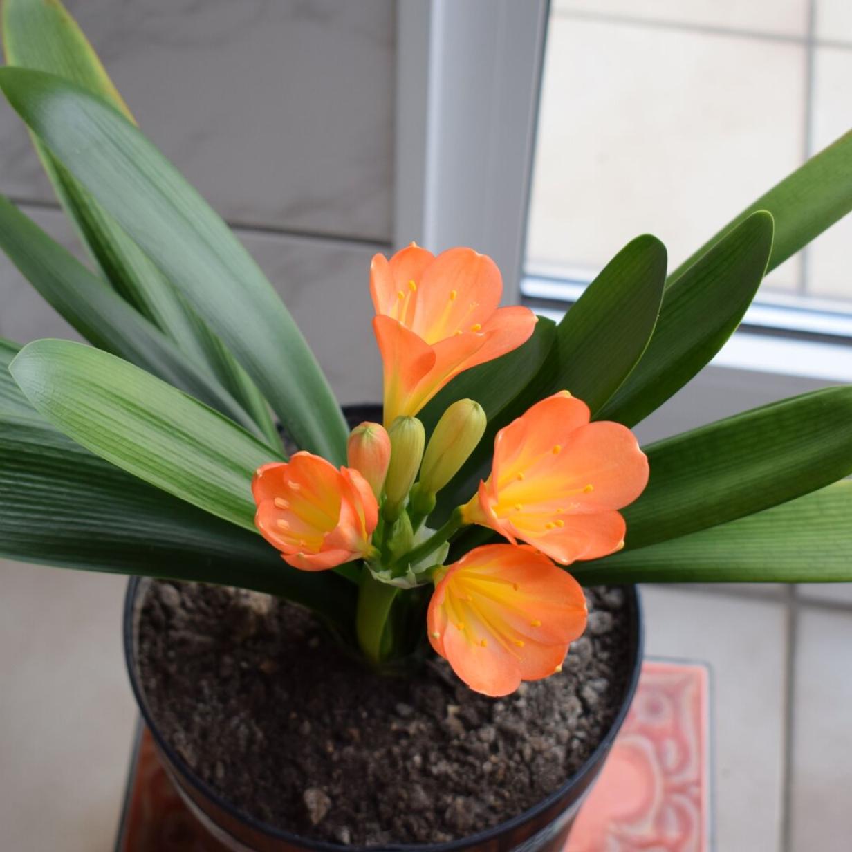 Grtner-Tipp: Die Clivia zum Blhen bringen | Kurier