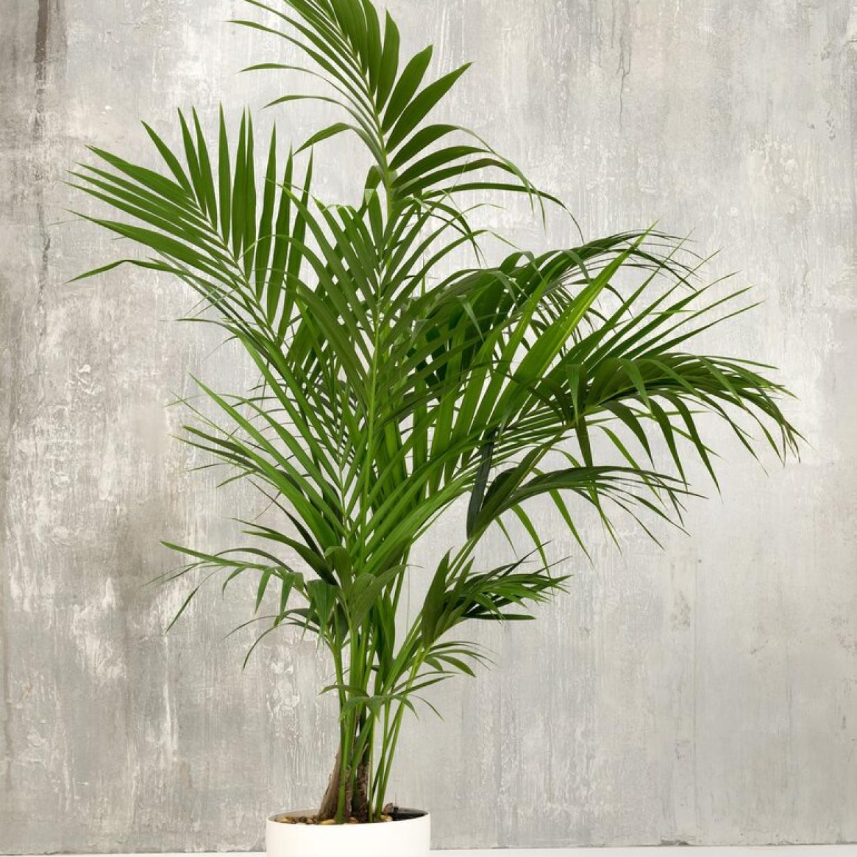 Palmwedel trocknen ein: So wird die Pflanze wieder gestrkt | Kurier