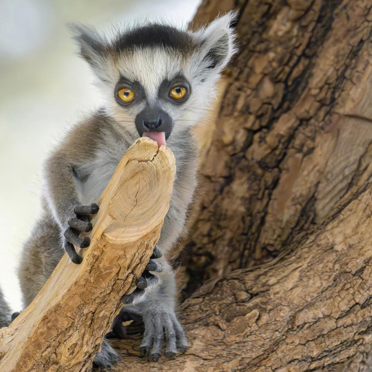 Yangi turmush qurganlarning ehtirosli jinsiy aloqa videosi Klitorisni barmoqlar bilan silash