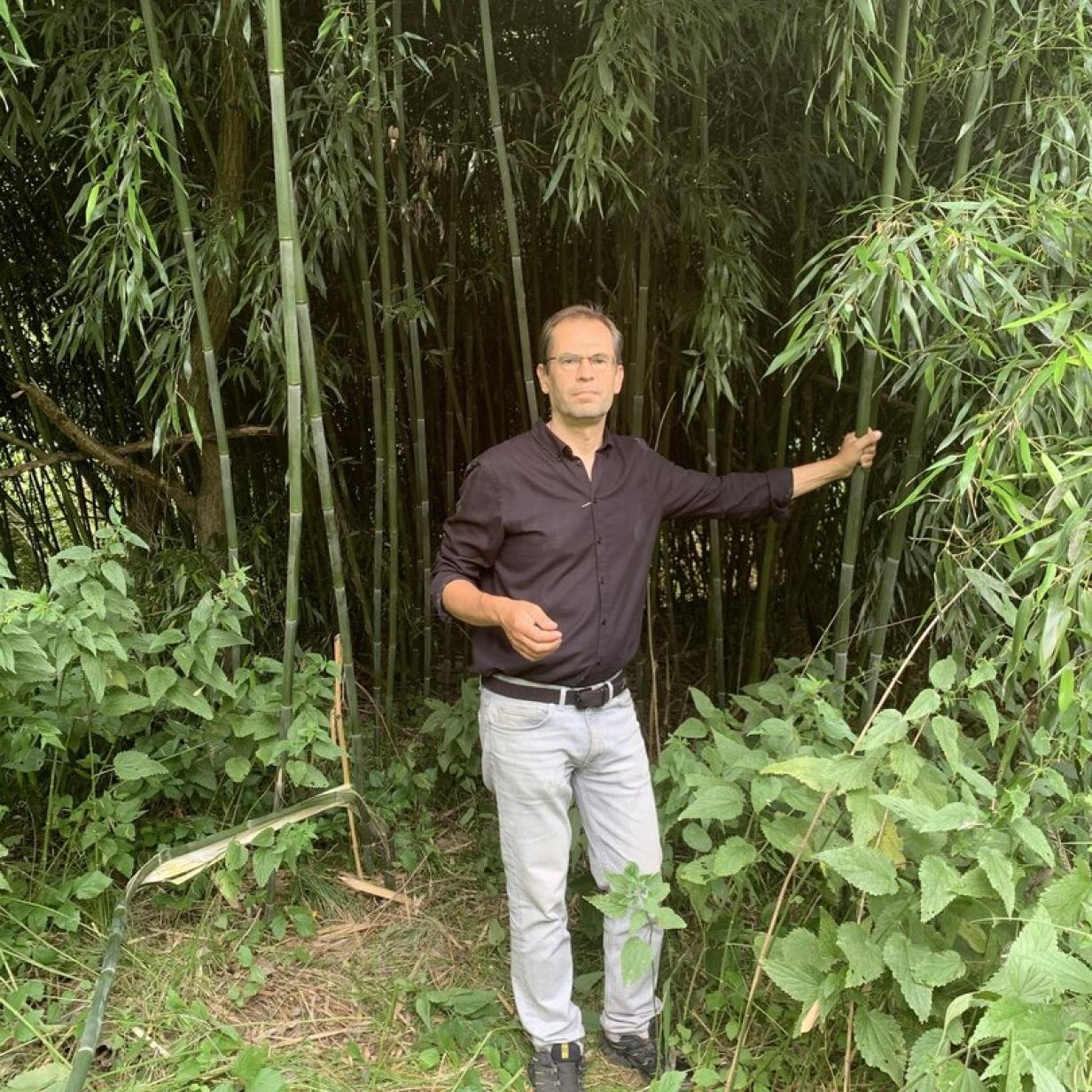 Gartenabflle im Wald: Exotische Pflanzen breiten sich unkontrolliert aus |  Kurier
