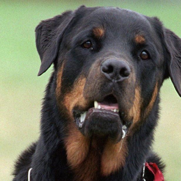 Ein Rottweiler blickt in die Kamera.