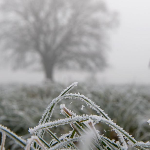 Gefrorenes Gras im Vordergrund, eine Person geht im Nebel auf eine Baumgruppe zu.