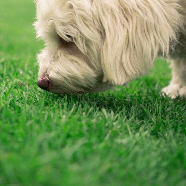 Ein weißer Hund schnüffelt im grünen Gras.