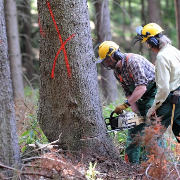 Zwei Waldarbeiter fällen mit einer Kettensäge einen mit einem roten Kreuz markierten Baum.