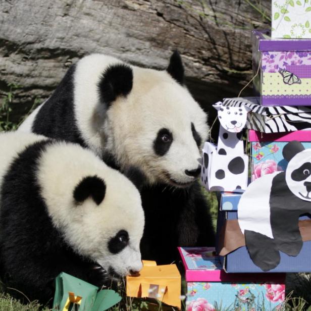 Ein Panda und sein Junges sitzen neben einem Stapel bunter, dekorierter Kisten.