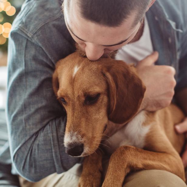 Hund Oder Katze Wer Ist Intelligenter Kurierat