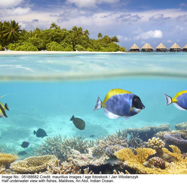 Eine halbe Unterwasseransicht mit Fischen, Malediven, Ari Atoll, Indischer Ozean.