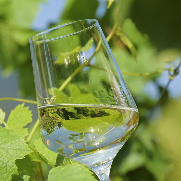 Ein Glas Weißwein steht zwischen grünen Weinblättern.