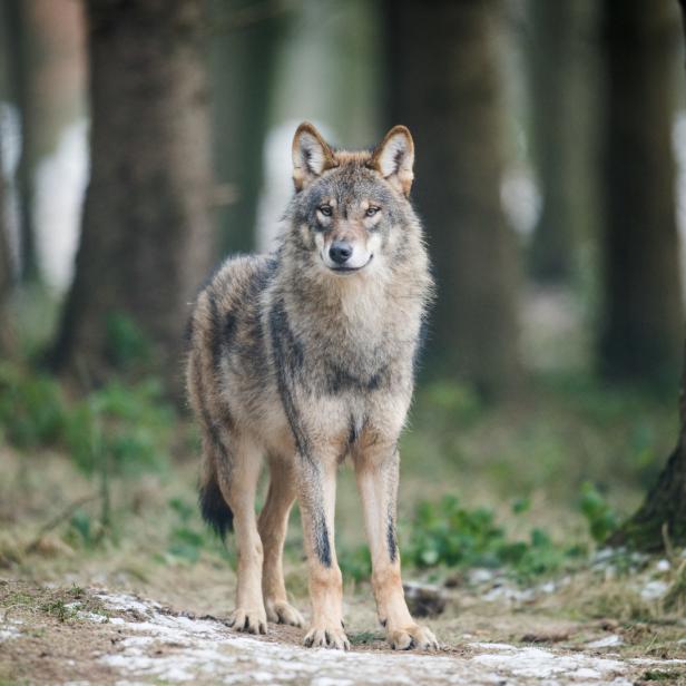 Ein Wolf steht aufmerksam in einem Waldstück.