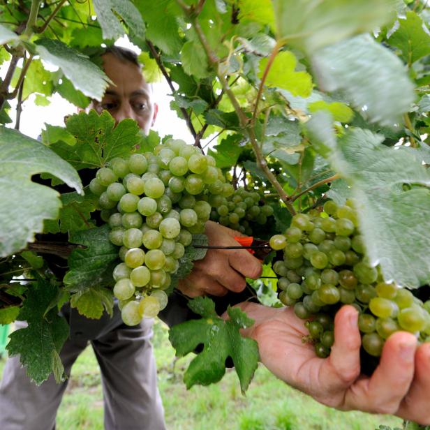Ein Mann erntet grüne Trauben in einem Weinberg.