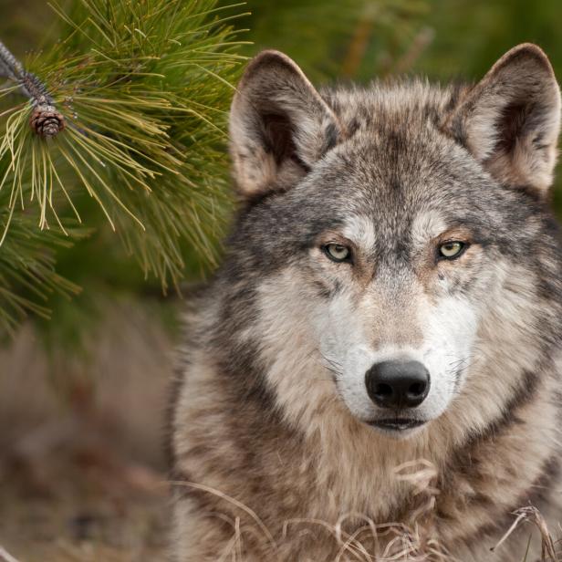 Intense Timber Wolf (Canis lupus) Sits Under Pine