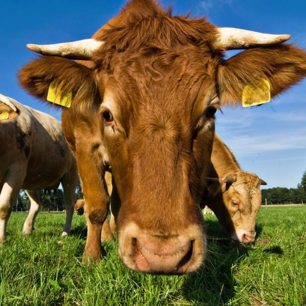 Drei Kühe stehen auf einer grünen Wiese unter blauem Himmel.