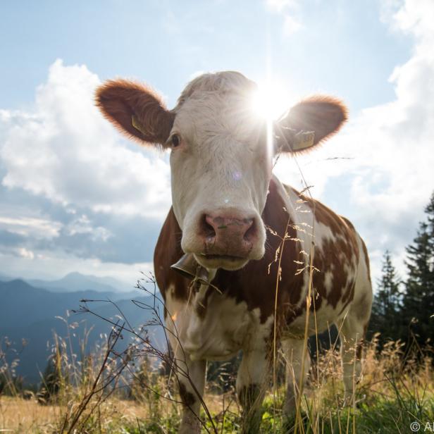 Eine braun-weiße Kuh steht auf einer Bergwiese mit Blick auf die Berge.