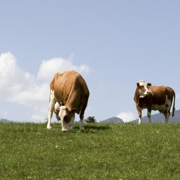 Eine Gruppe Kühe grast auf einer grünen Wiese unter blauem Himmel.