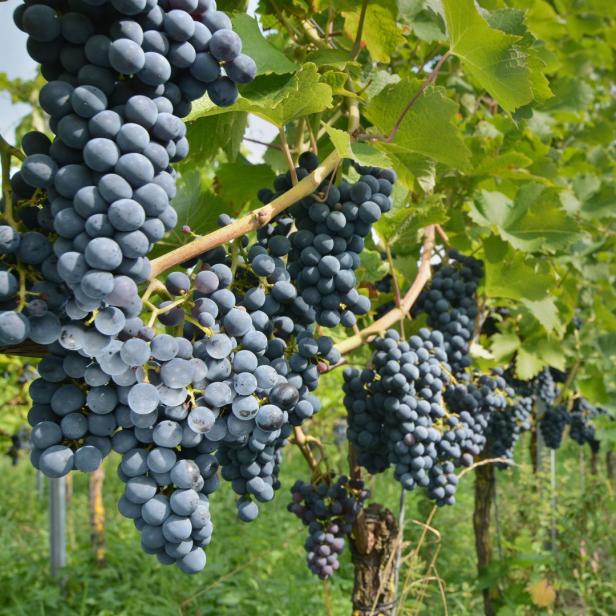 Reife, dunkle Trauben hängen an den Rebstöcken in einem Weinberg.