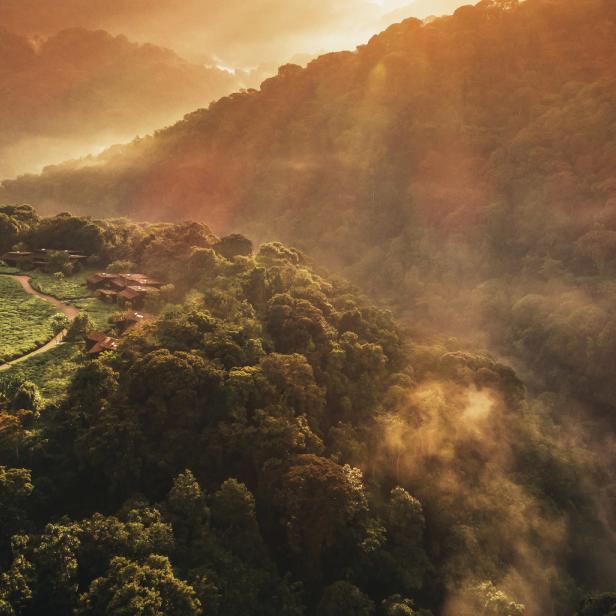 Luftaufnahme einer Teeplantage in den Bergen im goldenen Morgenlicht.
