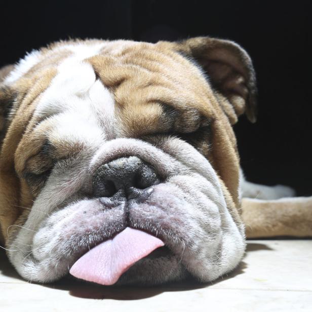 Eine Englische Bulldogge streckt die Zunge heraus.