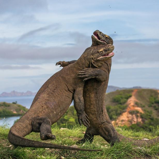 Zwei Komodowarane kämpfen auf einer grünen Hügellandschaft.