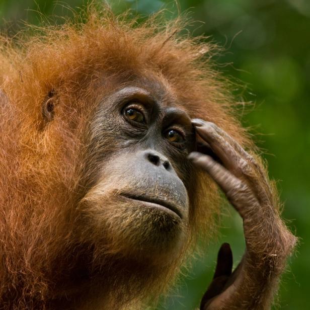 Ein Orang-Utan kratzt sich nachdenklich am Kopf.