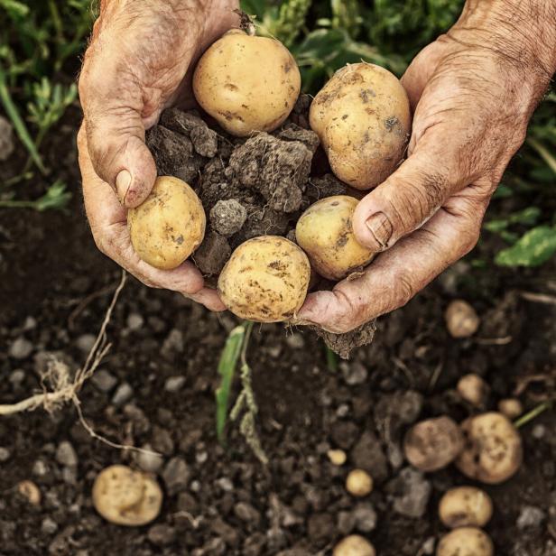 Ein Landwirt hält frisch geerntete Kartoffeln in seinen Händen.