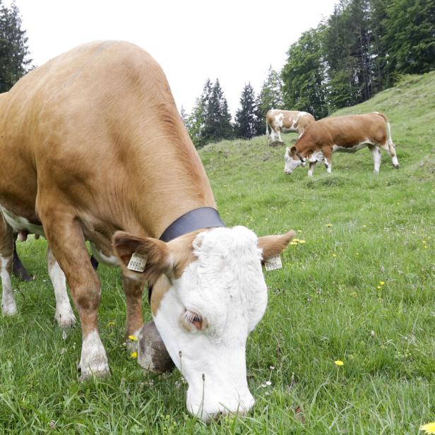 Eine braun-weiße Kuh grast auf einer grünen Wiese mit anderen Kühen im Hintergrund.