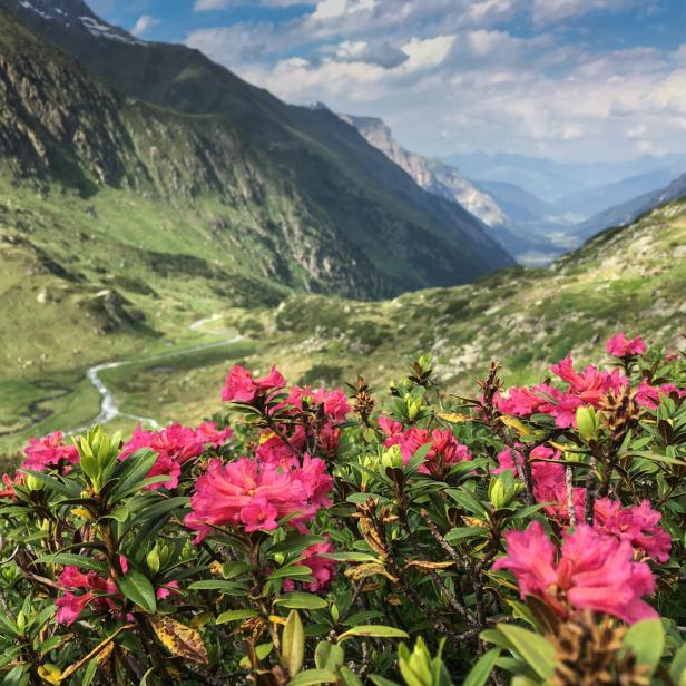 Pinke Alpenrosen blühen vor einer grünen Berglandschaft mit einem gewundenen Fluss.